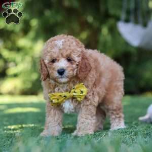 Shepherd, Cavapoo Puppy